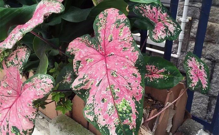 养花新手不知道养什么，就选这几种植物，轻松养爆盆