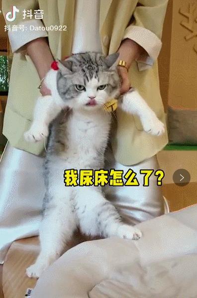 抖音特别能尿床的猫,猫咪尿床发抖音