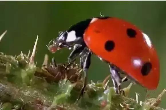蓟马螨虫红蜘蛛蚜虫,四季豆蓟马红蜘蛛蚜虫要打什么药