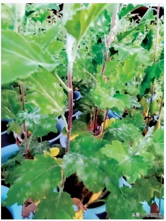 菊花白锈病症状,菊花白粉病的鉴定与防治