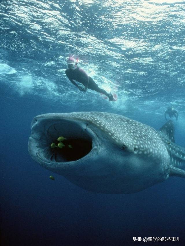 澳大利亚有哪些旅游胜地,澳大利亚有什么好玩的免费景点