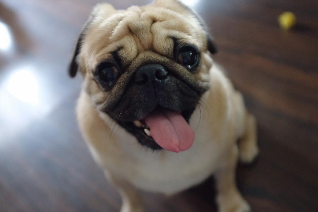 巴哥犬有眼屎正常吗怎么治,巴哥犬眼屎多怎么办用什么药