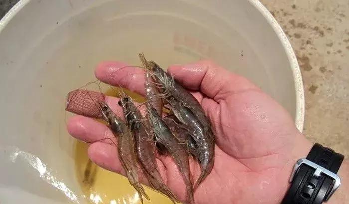 养殖秘籍：虾蜕壳不顺，请查看是不是这四点原因