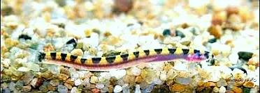 野生泥鳅品种图片大全大图,最大的泥鳅图片大全