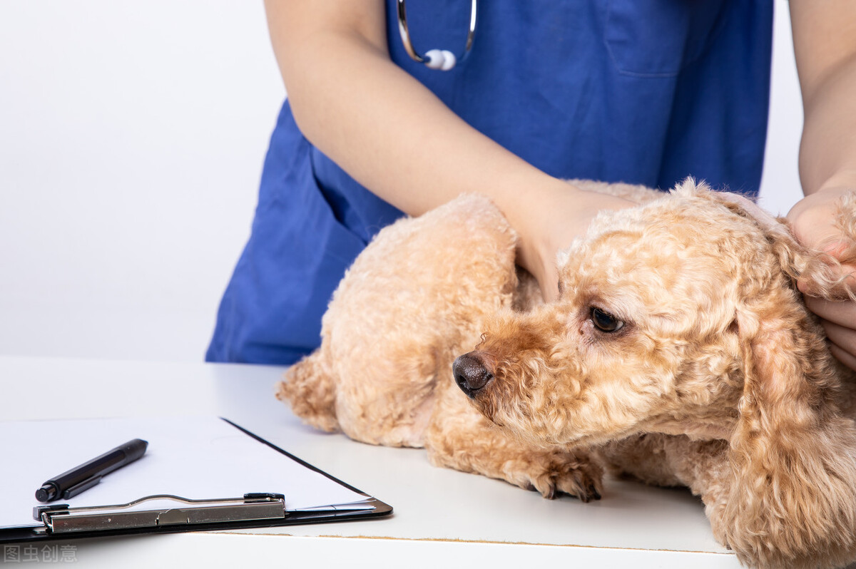 实不相瞒，泰迪犬“拆蛋”后会有这5个变化