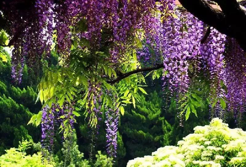 上海春游踏青好去处,上海春季踏青旅游攻略