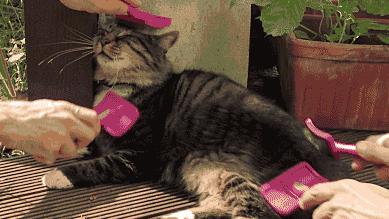 猫咪抓伤感染狂犬病几率,猫抓热是什么意思