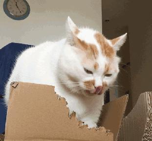 猫咪不习惯吃的表现,猫咪不为人知的用途