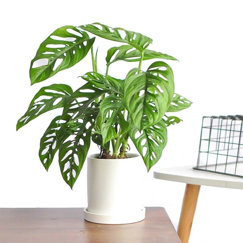 适合阳光暴晒的观叶绿植,适合室内养的高端观叶绿植