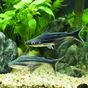 成吉思汗鱼是保护动物吗,成吉思汗鱼的图片