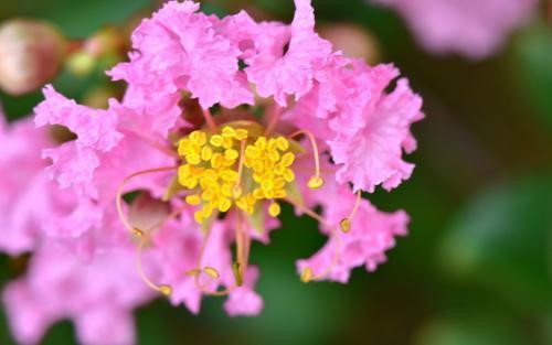 你的生日是几月对应什么花,十二个月每月的代表花及寓意