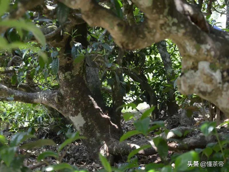 云南古树茶有名的有哪几种,云南十大古树茶是哪些