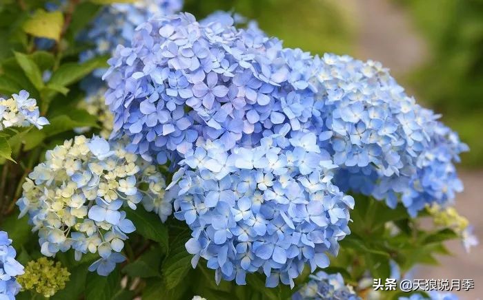 绣球季家里不缺花，全场8折迎初夏