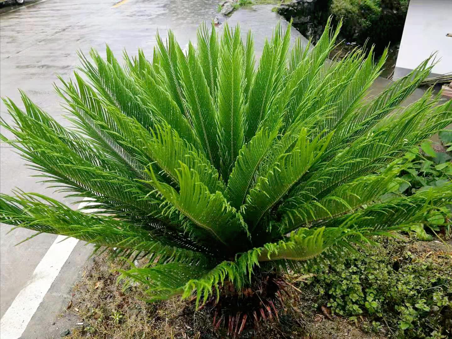 科普恐龙的食物有哪些,恐龙食物怎么获得