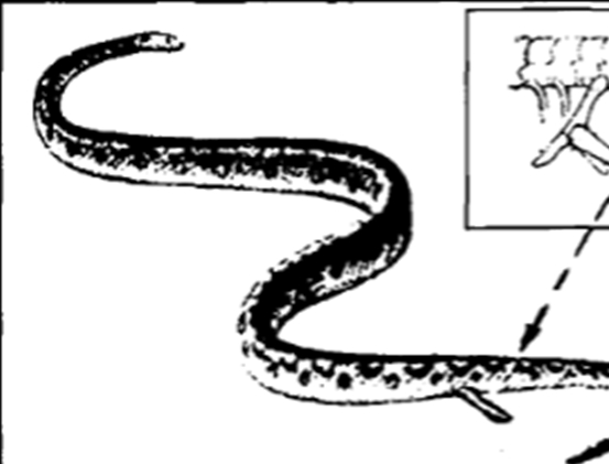 蛇类的寿命一般是多久呢,蟒蛇可以活多少年