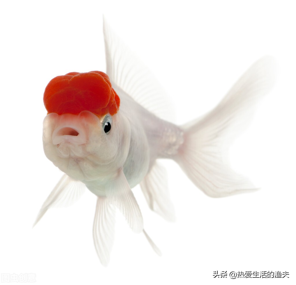 金鱼不怎么动了怎么治疗,金鱼突然不吃食了是什么原因