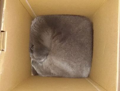 猫的内在品质,猫的本质就是嫌弃主人