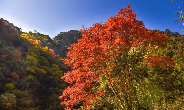 红了！黑竹沟迎颜值巅峰快去穿越五彩童话世界