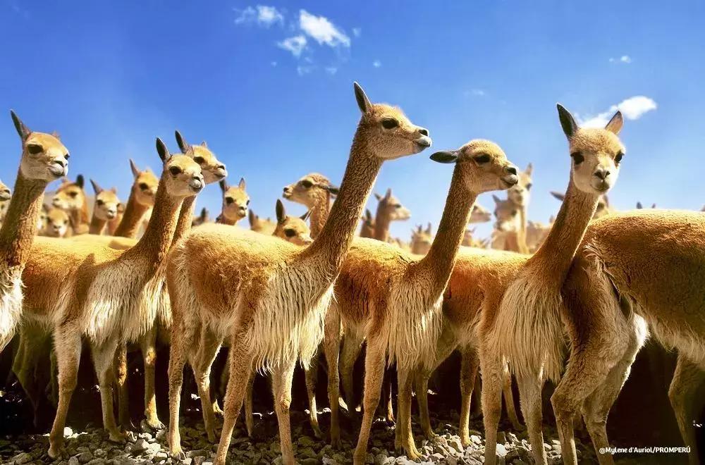 原来秘鲁的历史有那么长长长长长长长长长