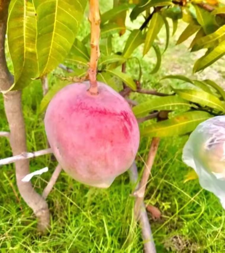 他花2500卢比买了一棵果苗，意外种出“每颗近万元”的梦幻芒果