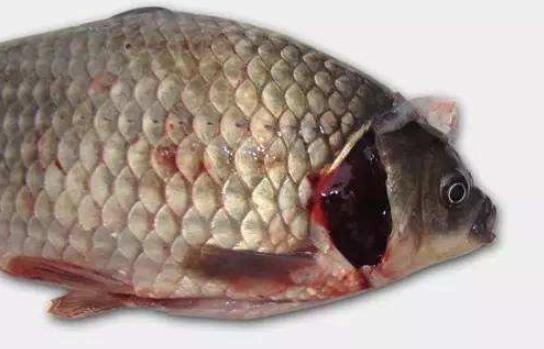鲫鱼鳃出血的鉴别,鲫鱼鳃出血