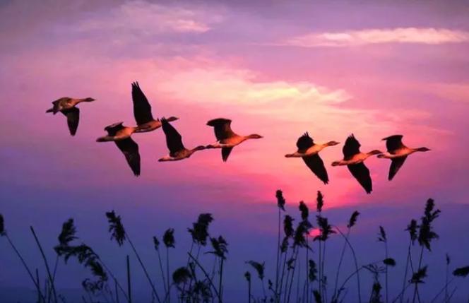 美洲雁养殖方法和注意事项,幼雁怎么养