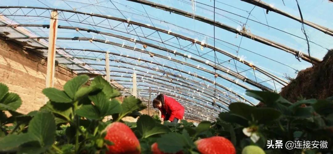 安徽合肥免费旅游攻略,合肥春节免费游怎么预约