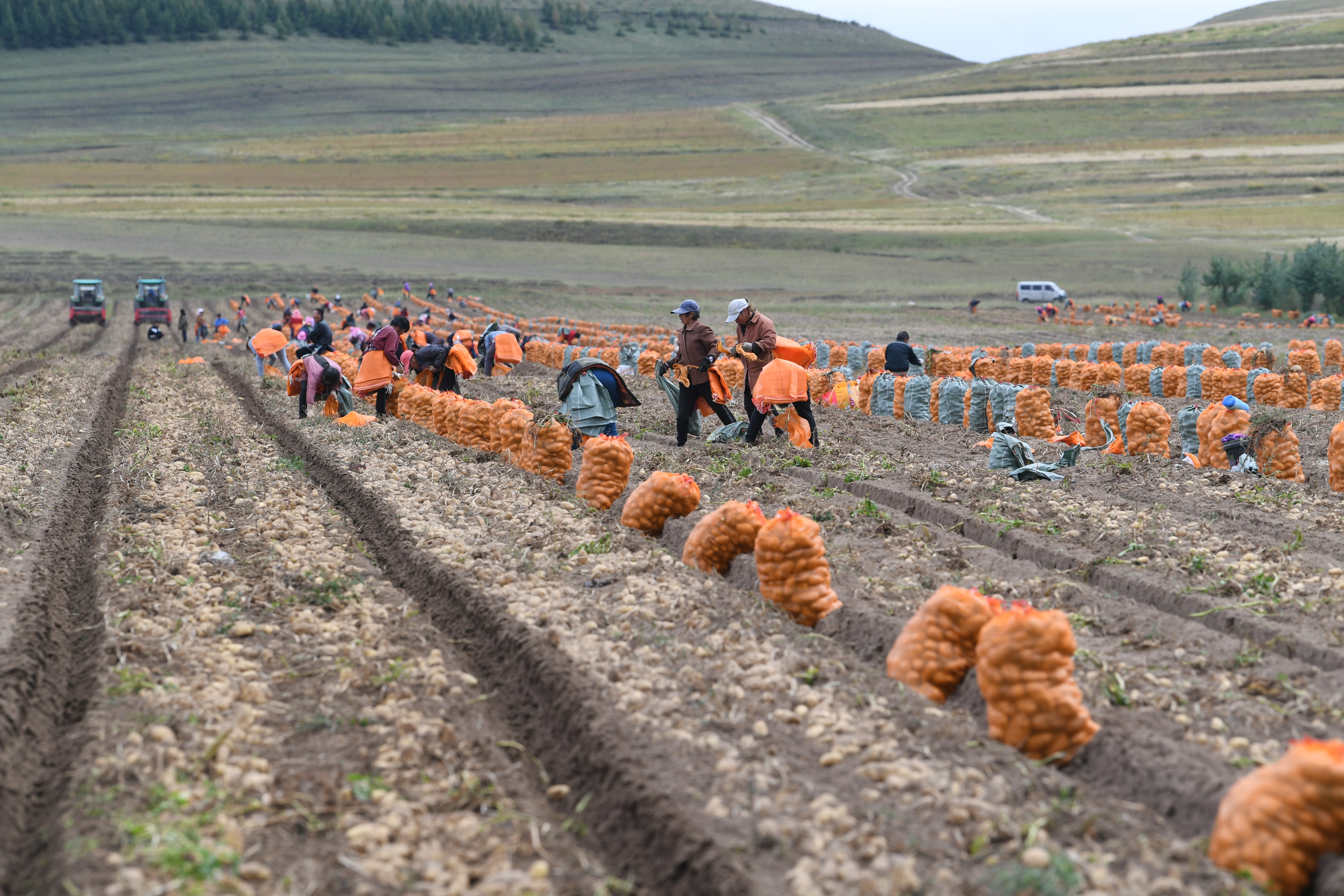 砚山平远土豆喜获丰收图,丰收的土豆