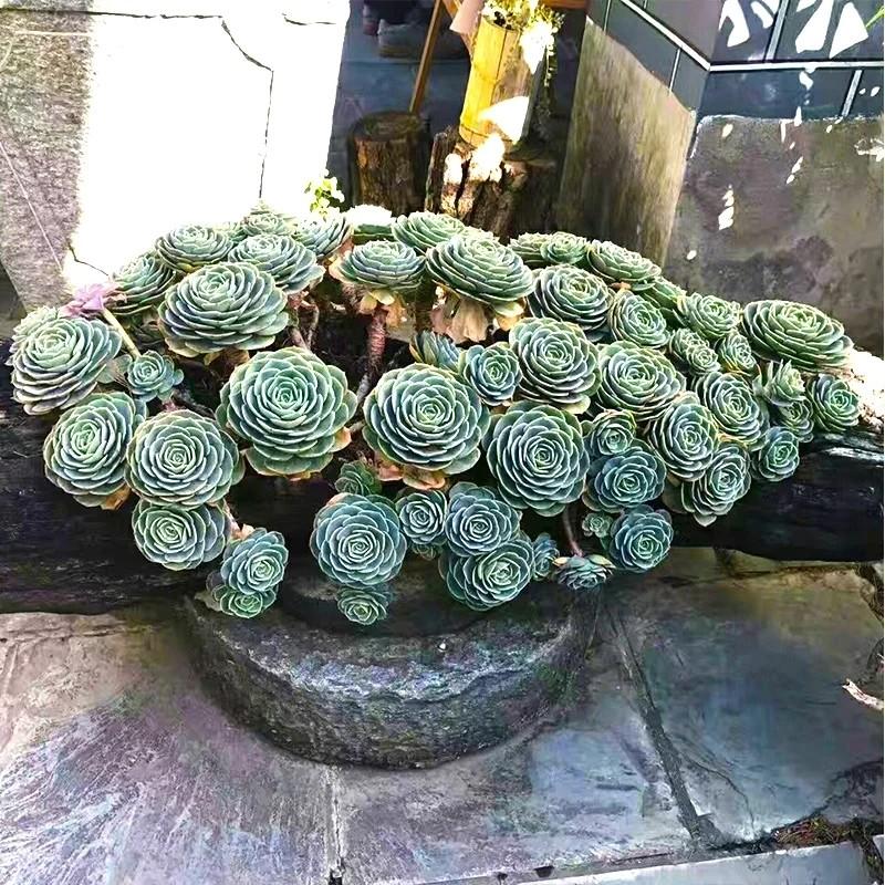 适合做老桩的多肉，才是适合我们普通人的多肉老桩