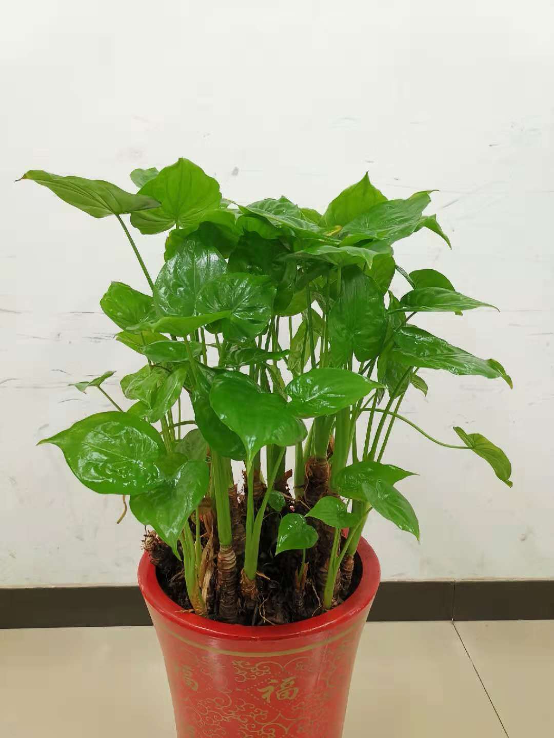 如何救活叶片枯萎多肉植物,滴水观音烂根处理后怎样栽植