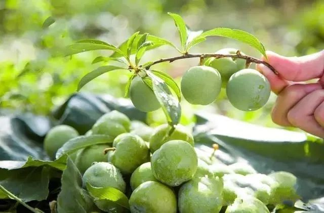 晚熟汶川青脆李,汶川青脆李几月份成熟