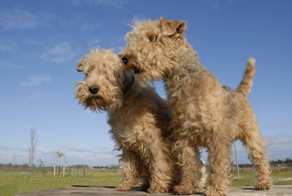 最聪明的十大狗狗品种介绍,史上最全的狗狗品种记得收藏