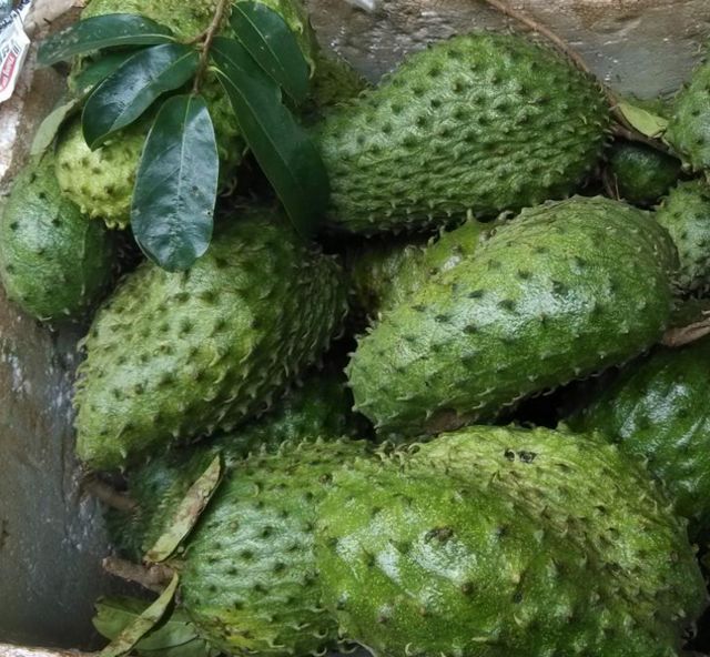 能治癌症的红色果子,抗癌最强的果子