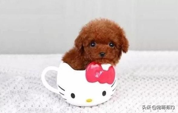 养茶杯犬需要注意什么,养茶杯犬需要注意的事项