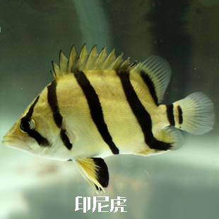 泰国虎鱼怎么区分品种,黑尾河虎鱼是什么品种