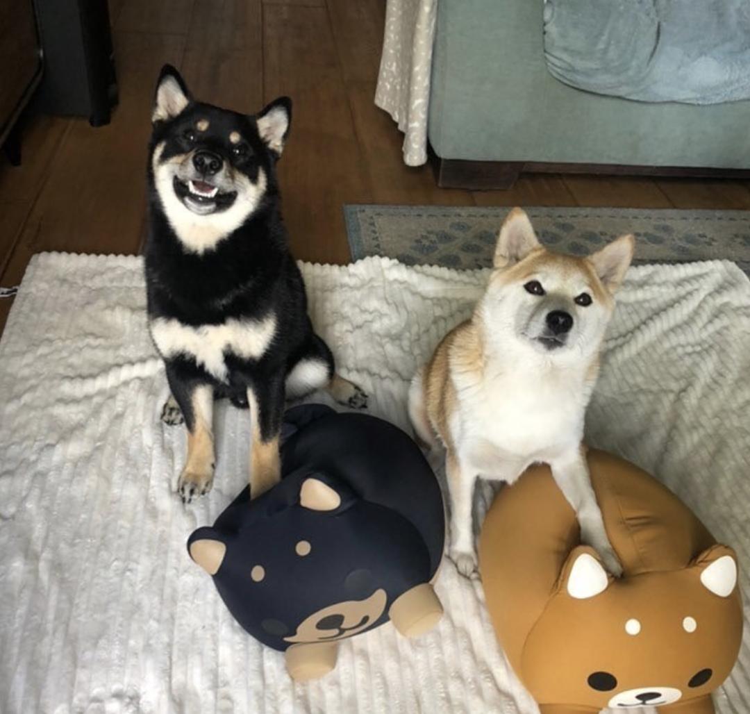 惹人喜爱的萌犬,萌犬