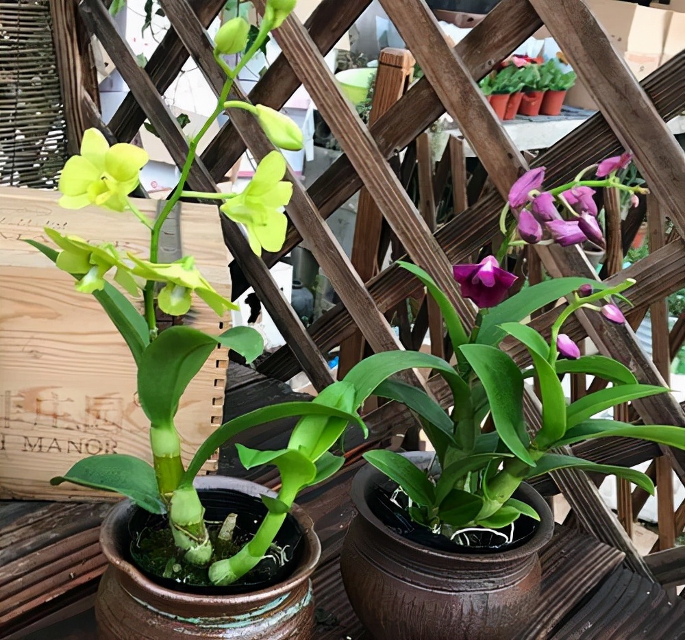 这8种花你不要乱浇水,新手种花品种推荐