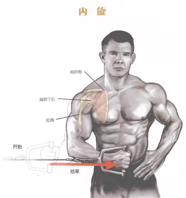 肩部肌肉训练有什么用,肩部训练肌肉线条的美感