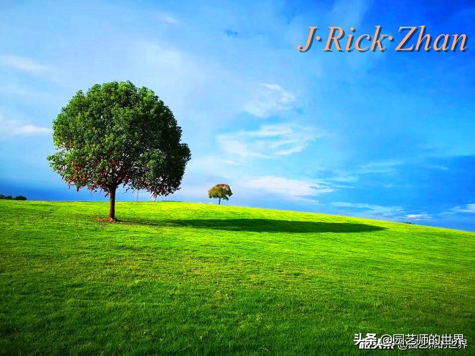 适合北方庭院种植的低矮草坪,家庭庭院怎样混搭种植草坪和蔬菜