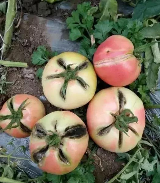 冬春大棚番茄病害怎么防治,番茄早春茬病虫害