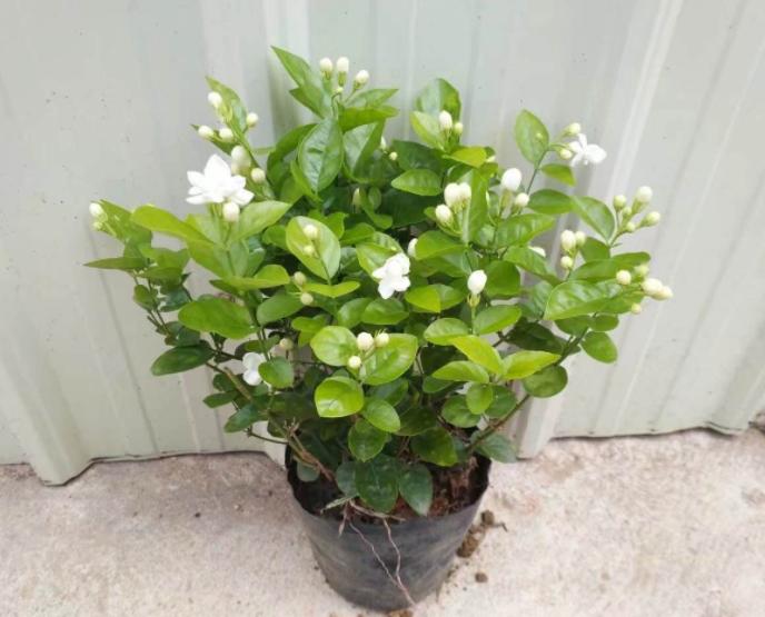 刚买茉莉花怎么养护好,6月份买的茉莉花如何养护长新芽