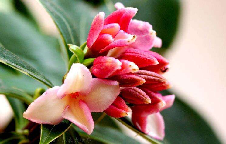 开花很香的4种花,香味最浓的十种花