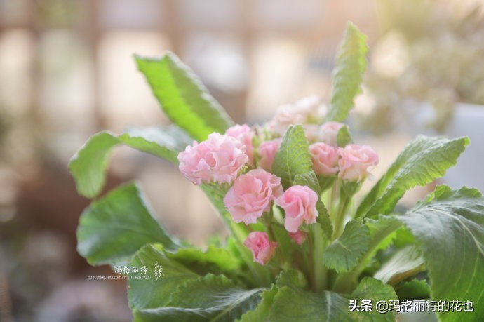 过年买点花,过年了买点什么花草