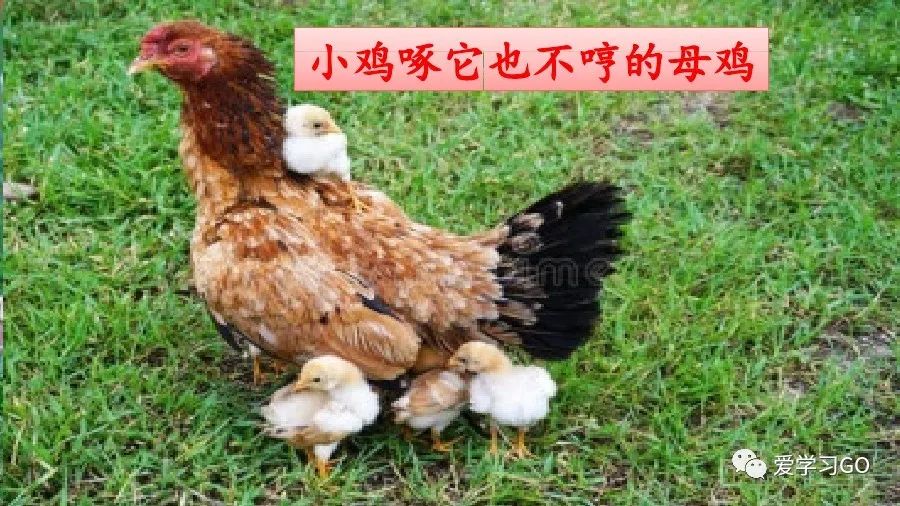 部编版四年级下册15课白鹅解析,部编版四下语文第13课母鸡预习