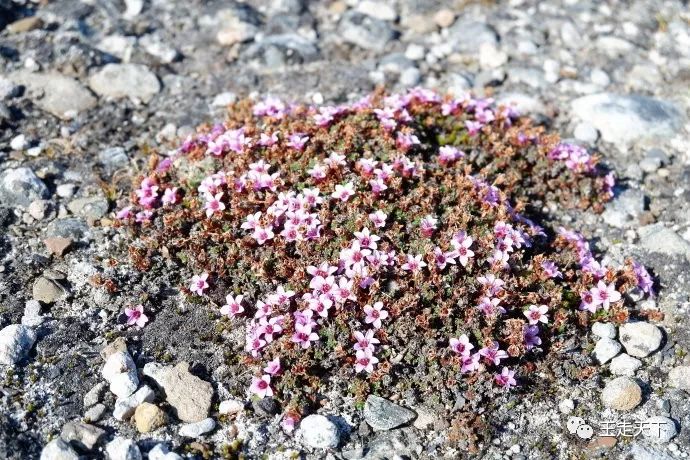 登陆巡游北冰洋—北极旅游见闻（5）