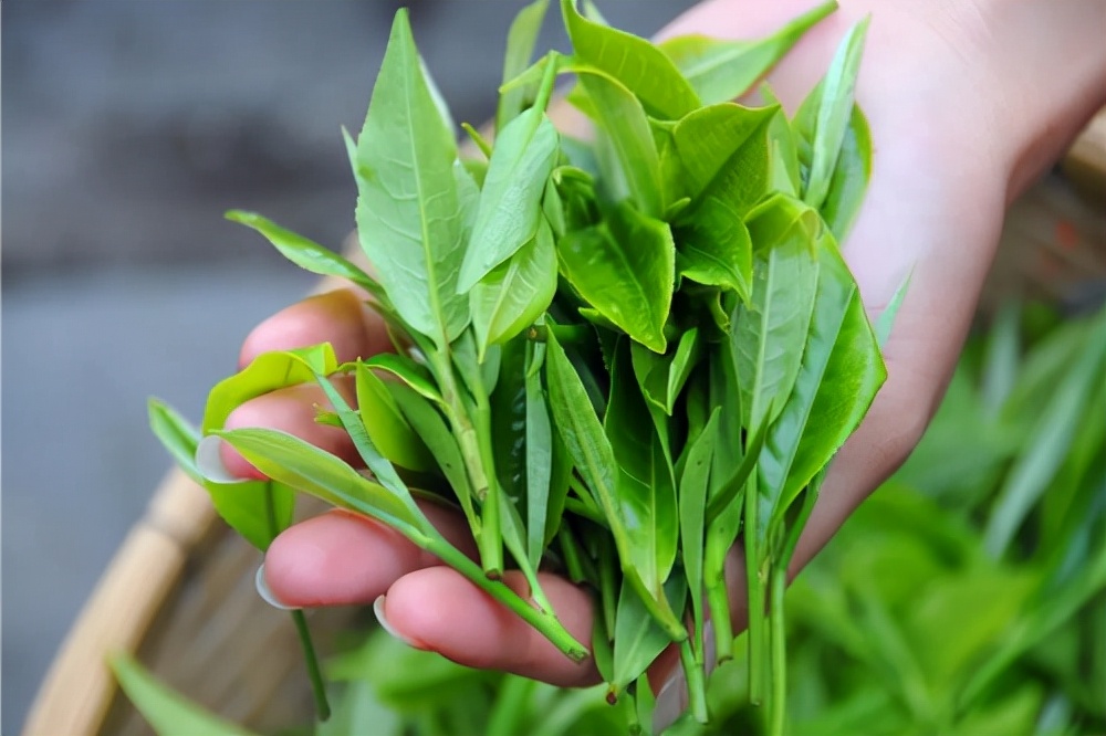 湖北茶叶排名前十品牌,中国产茶叶前十名的省