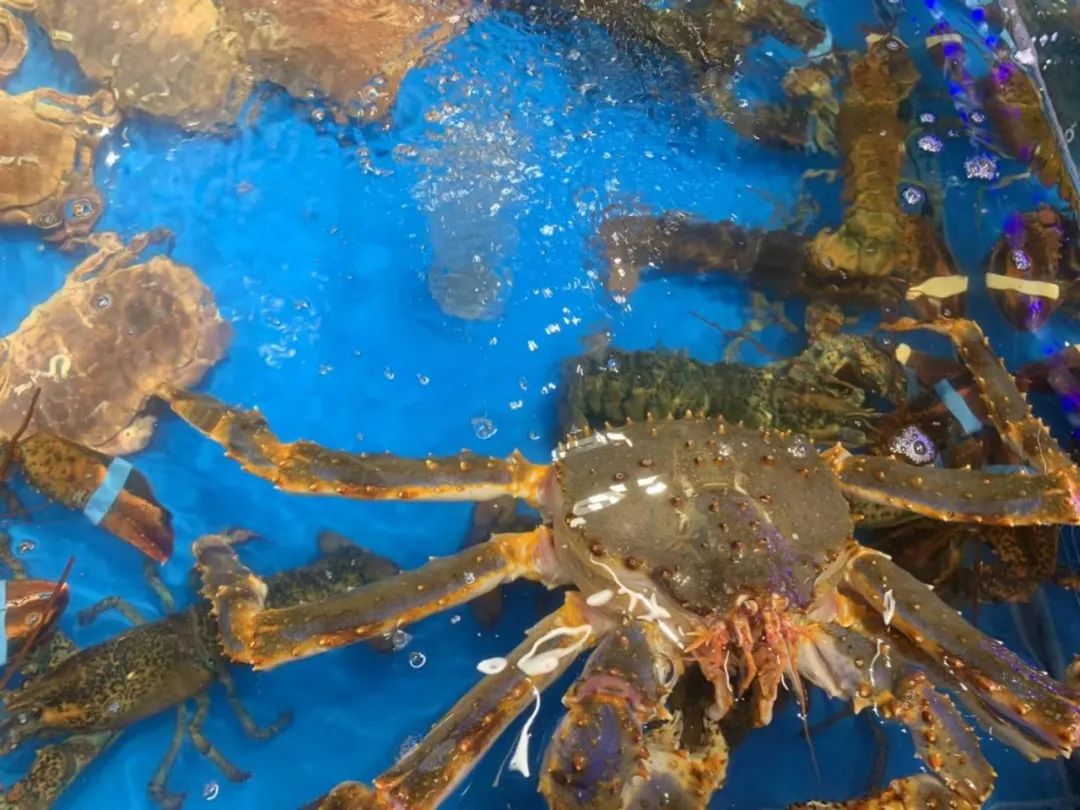 实拍南京第二家盒马奥莱开业现场,盒马鲜生探店体验视频