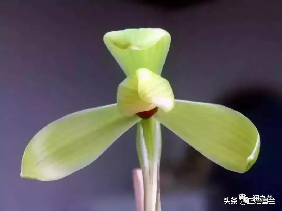 兰花知识大全100种,兰花鉴赏术语100条