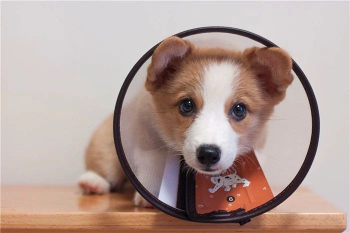 狗狗经常舔猫爪,狗狗铲屎官容易犯的错