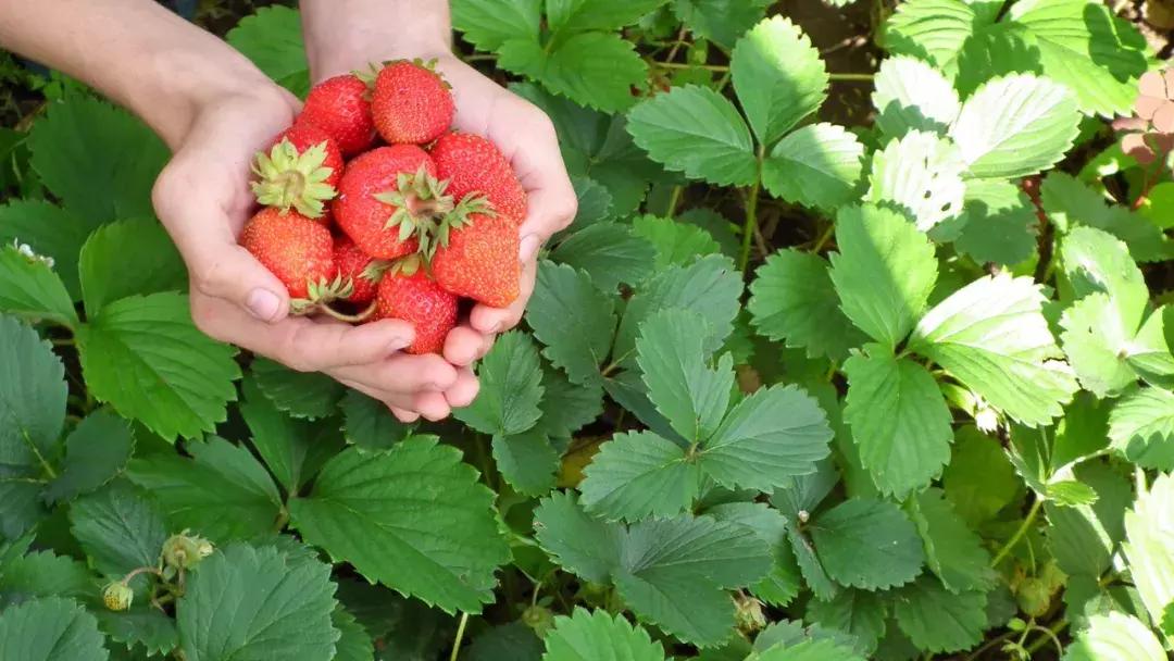 成都出发不到1h！3000多亩樱桃桑泡er随你摘，吃不饱算我输！